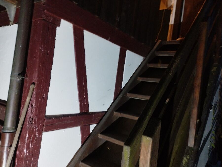 wespennest_entfernen