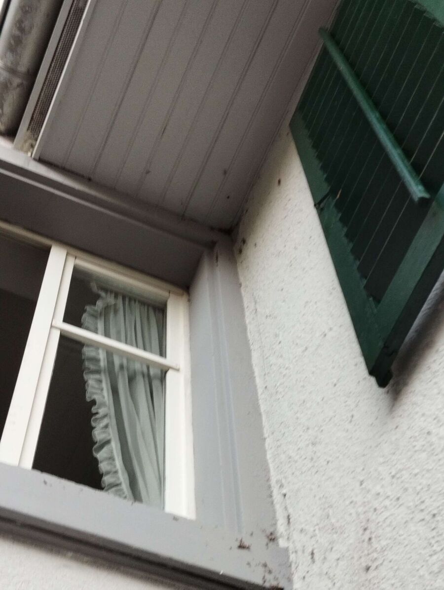 wespennest_entfernen