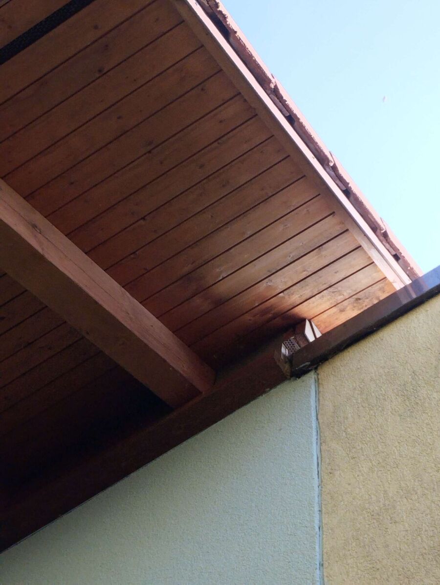 wespennest_entfernen