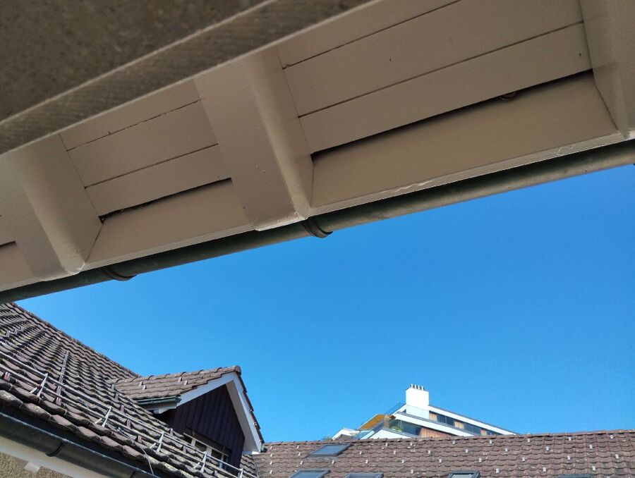 wespennest_entfernen