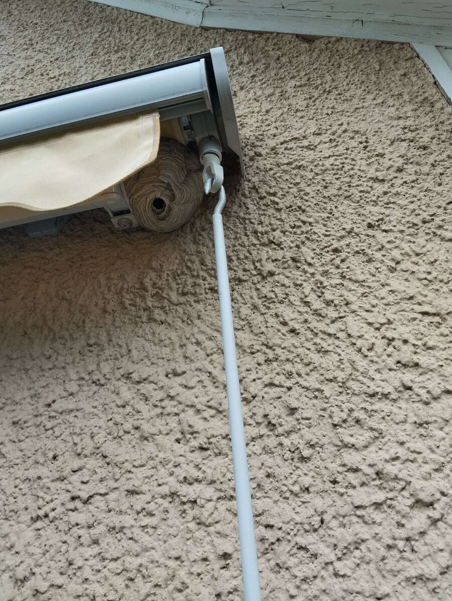 wespennest_entfernen