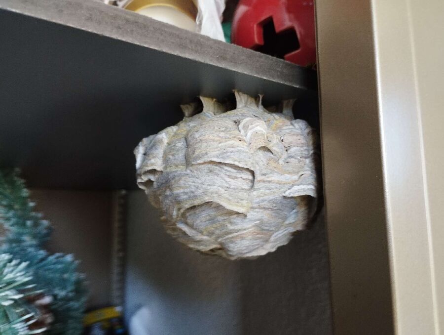 wespennest_entfernen