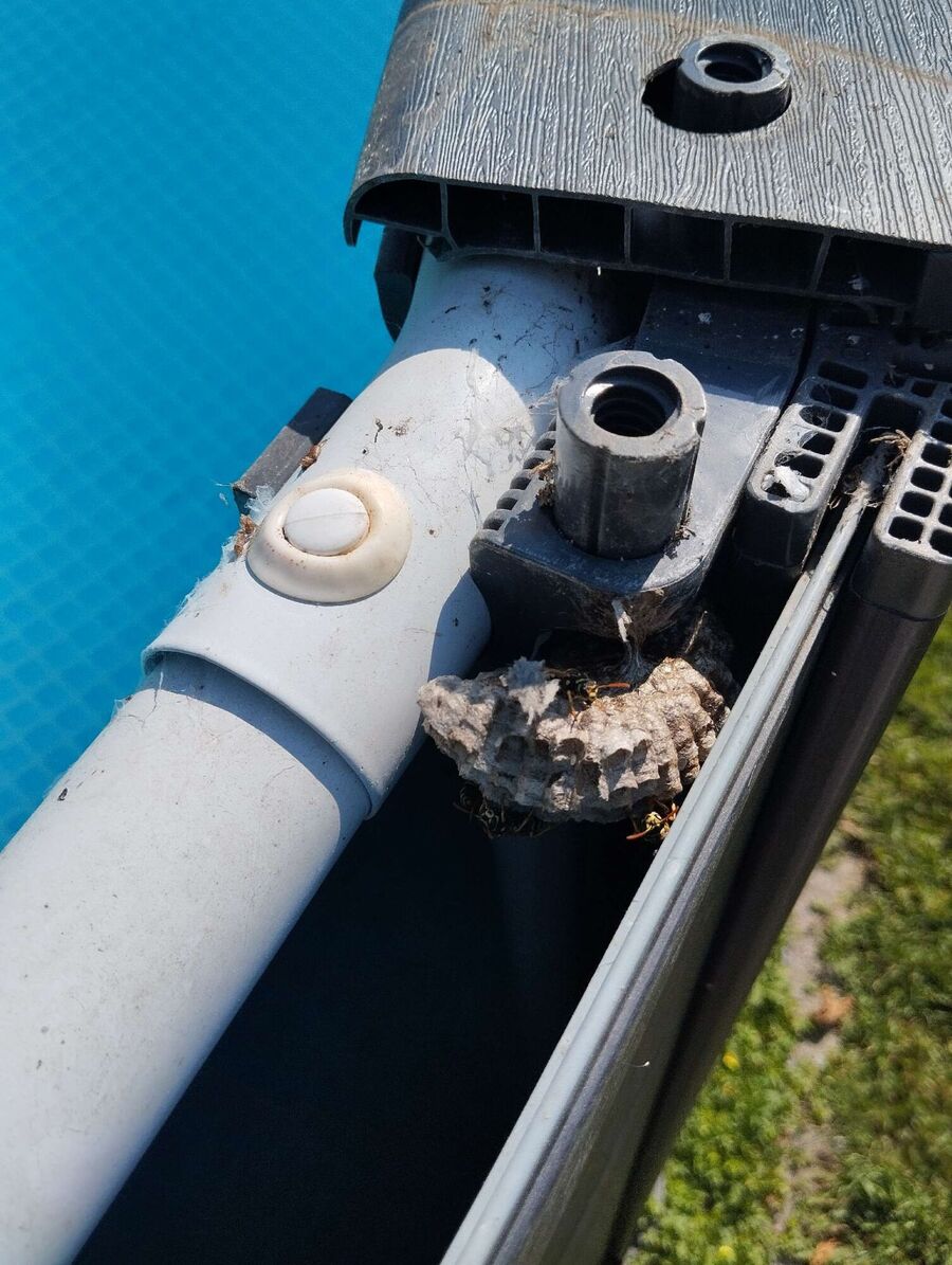 wespennest_entfernen