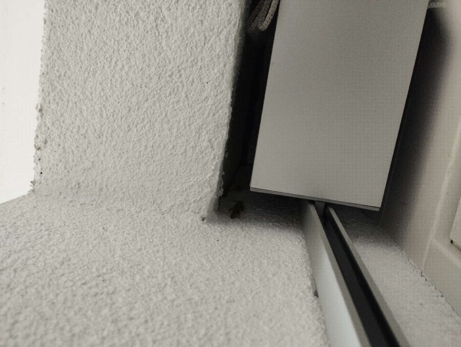 wespennest_entfernen