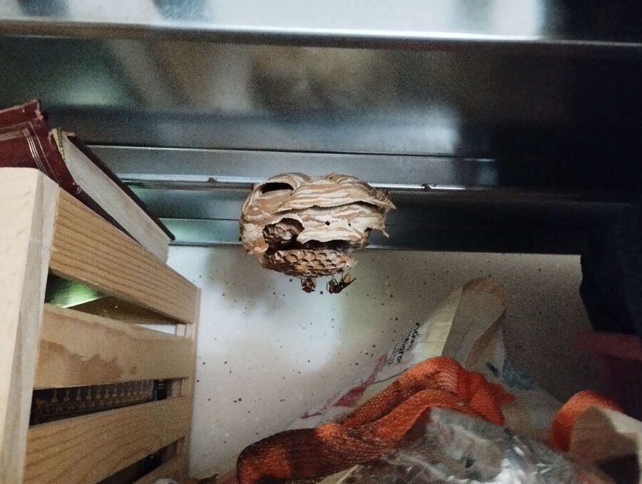 wespennest_entfernen