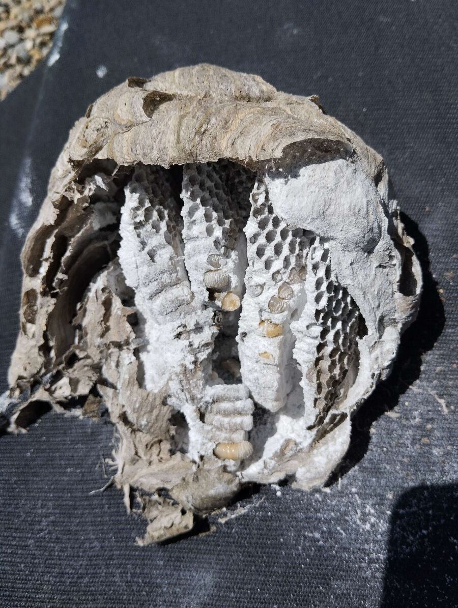 wespennest_entfernen