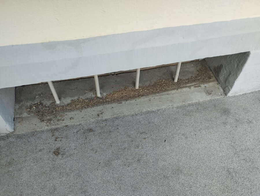 wespennest_entfernen