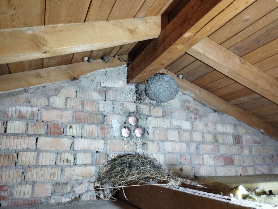 wespennest_entfernen