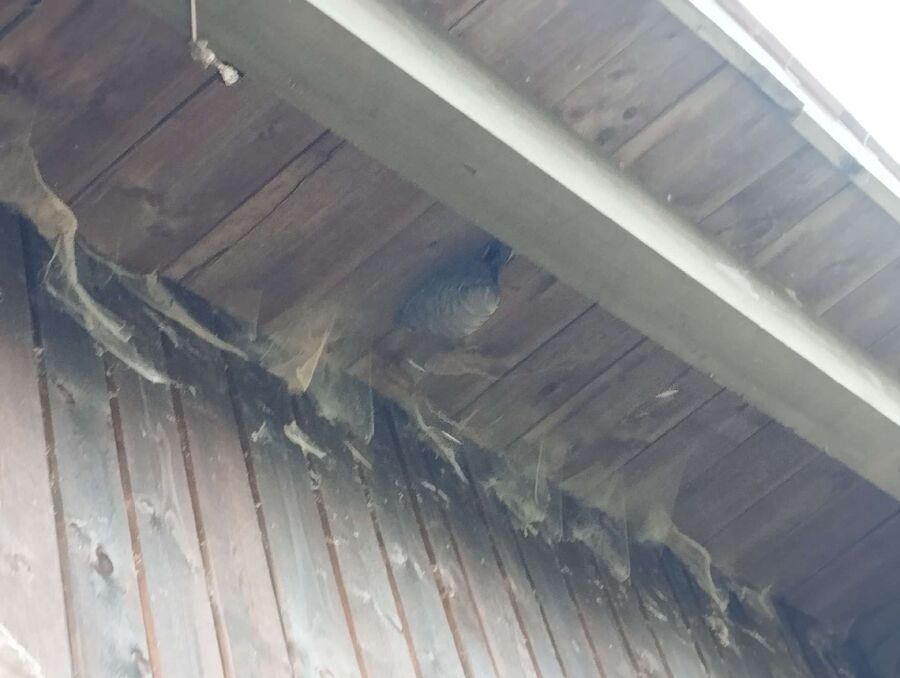 wespennest_entfernen