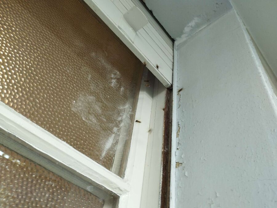 wespennest_entfernen