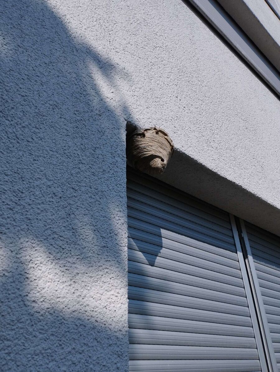 wespennest_entfernen