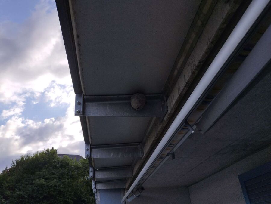 wespennest_entfernen