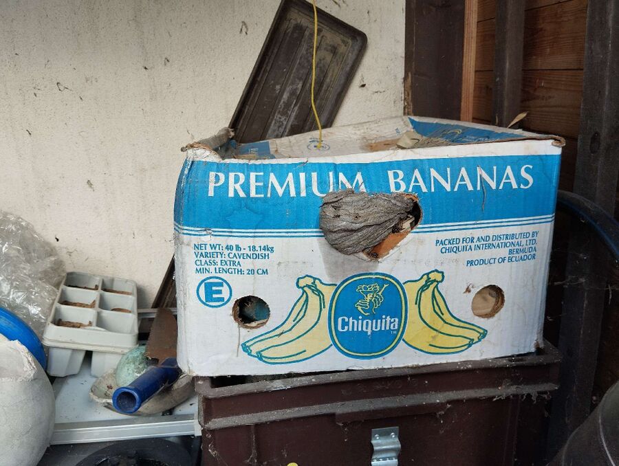 wespennest_entfernen