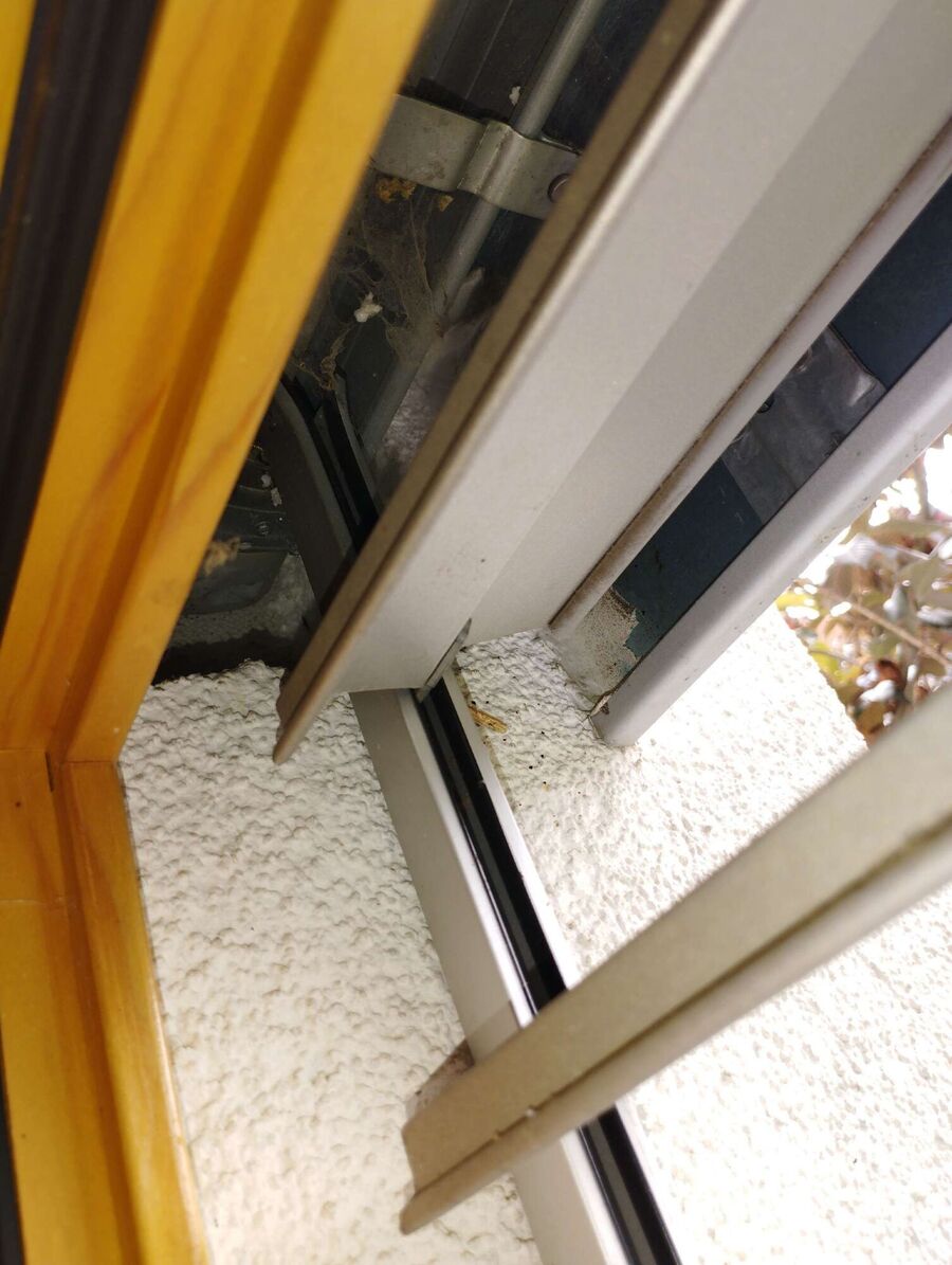 wespennest_entfernen