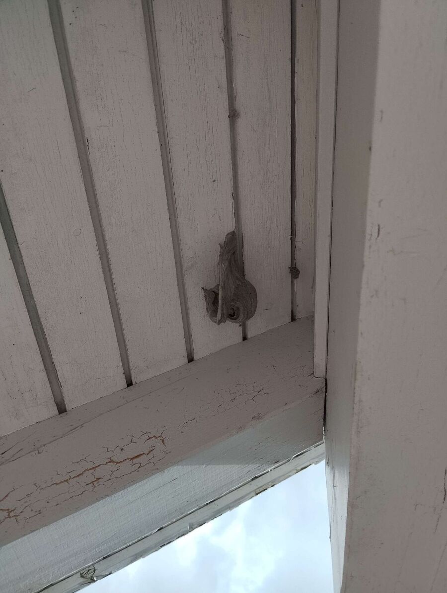 wespennest_entfernen