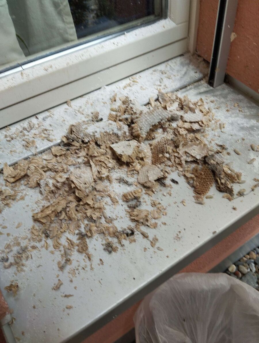 wespennest_entfernen