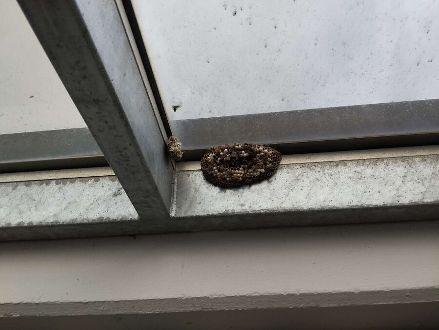 wespennest_entfernen