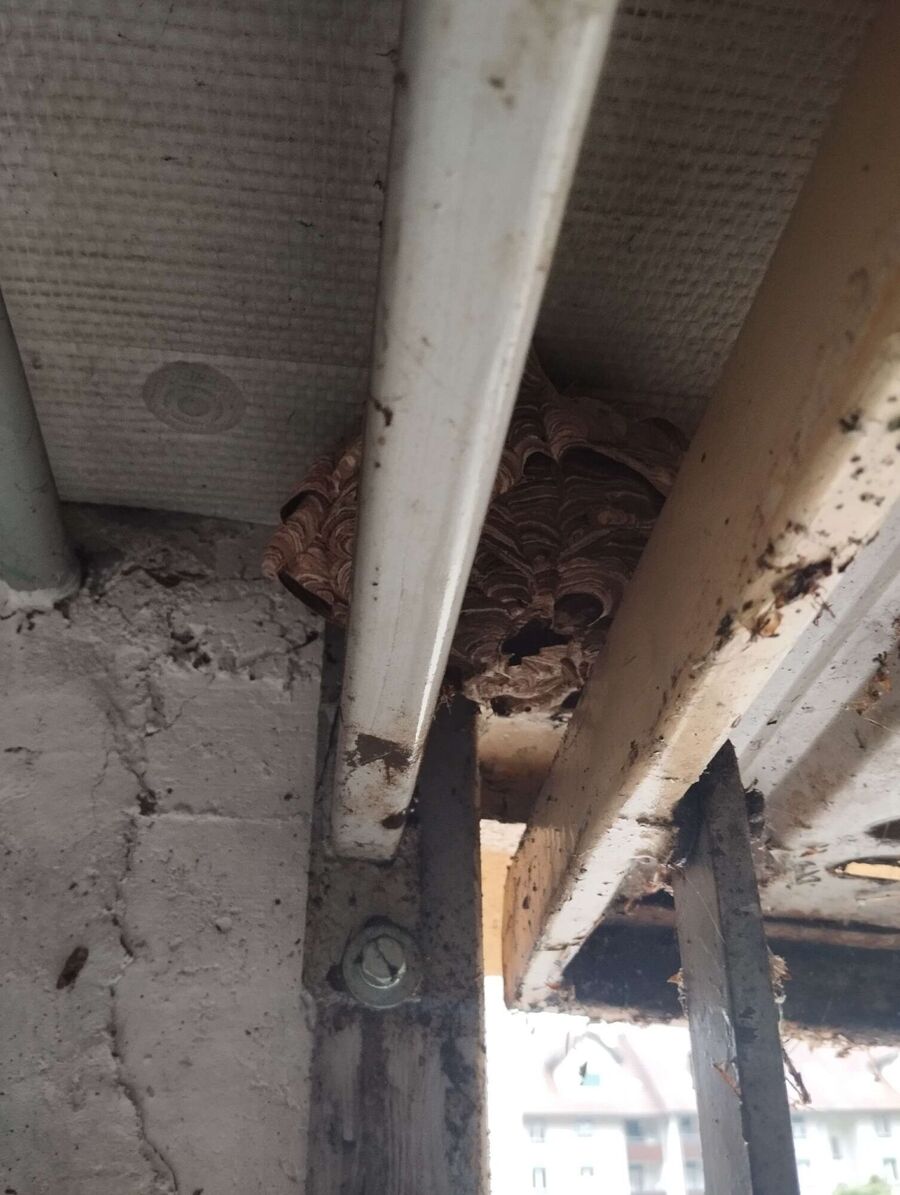 wespennest_entfernen