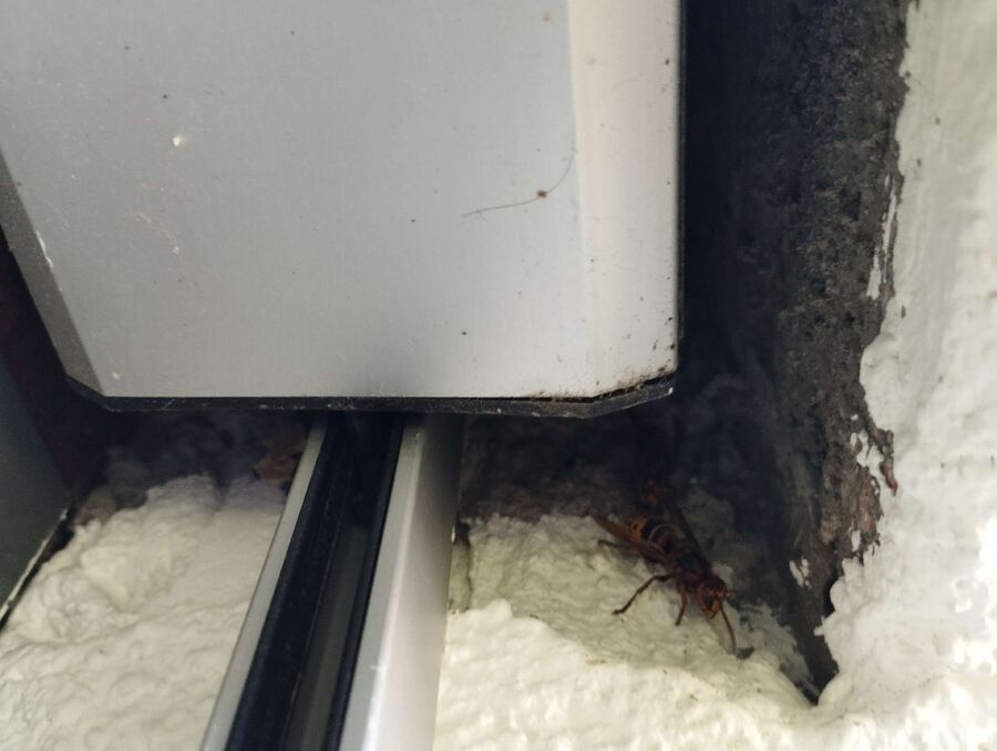 wespennest_entfernen