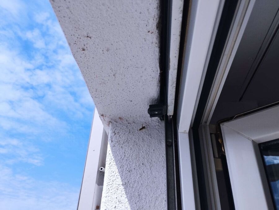 wespennest_entfernen