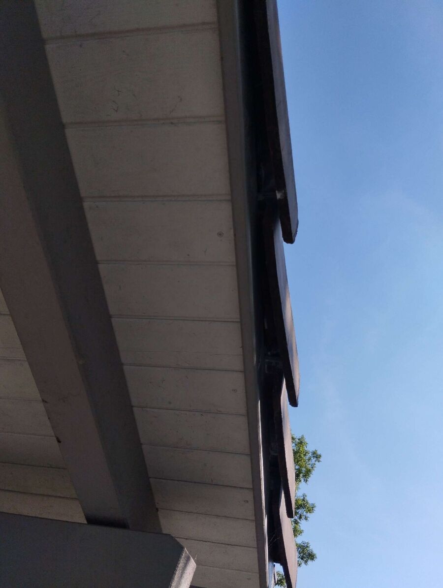 wespennest_entfernen