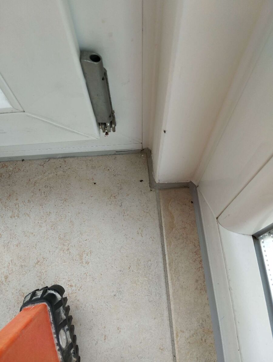 wespennest_entfernen