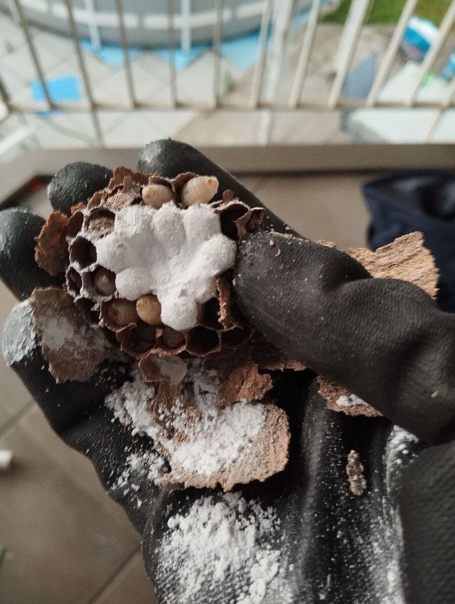 wespennest_entfernen