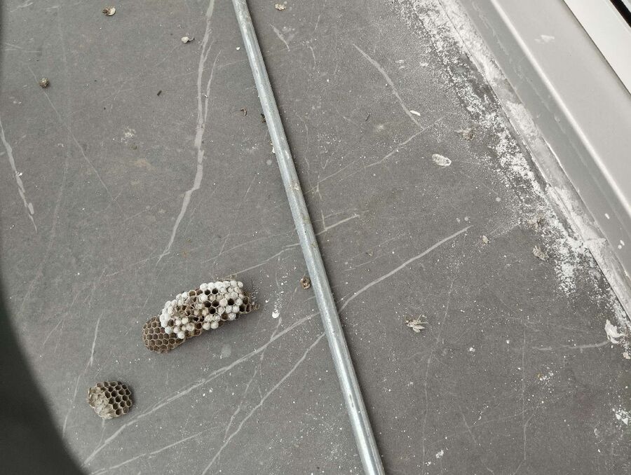 wespennest_entfernen