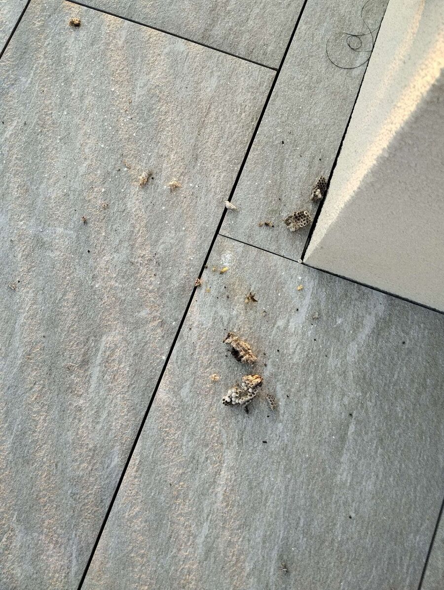 wespennest_entfernen