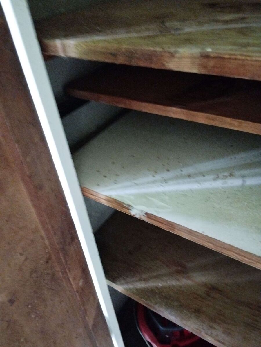 wespennest_entfernen