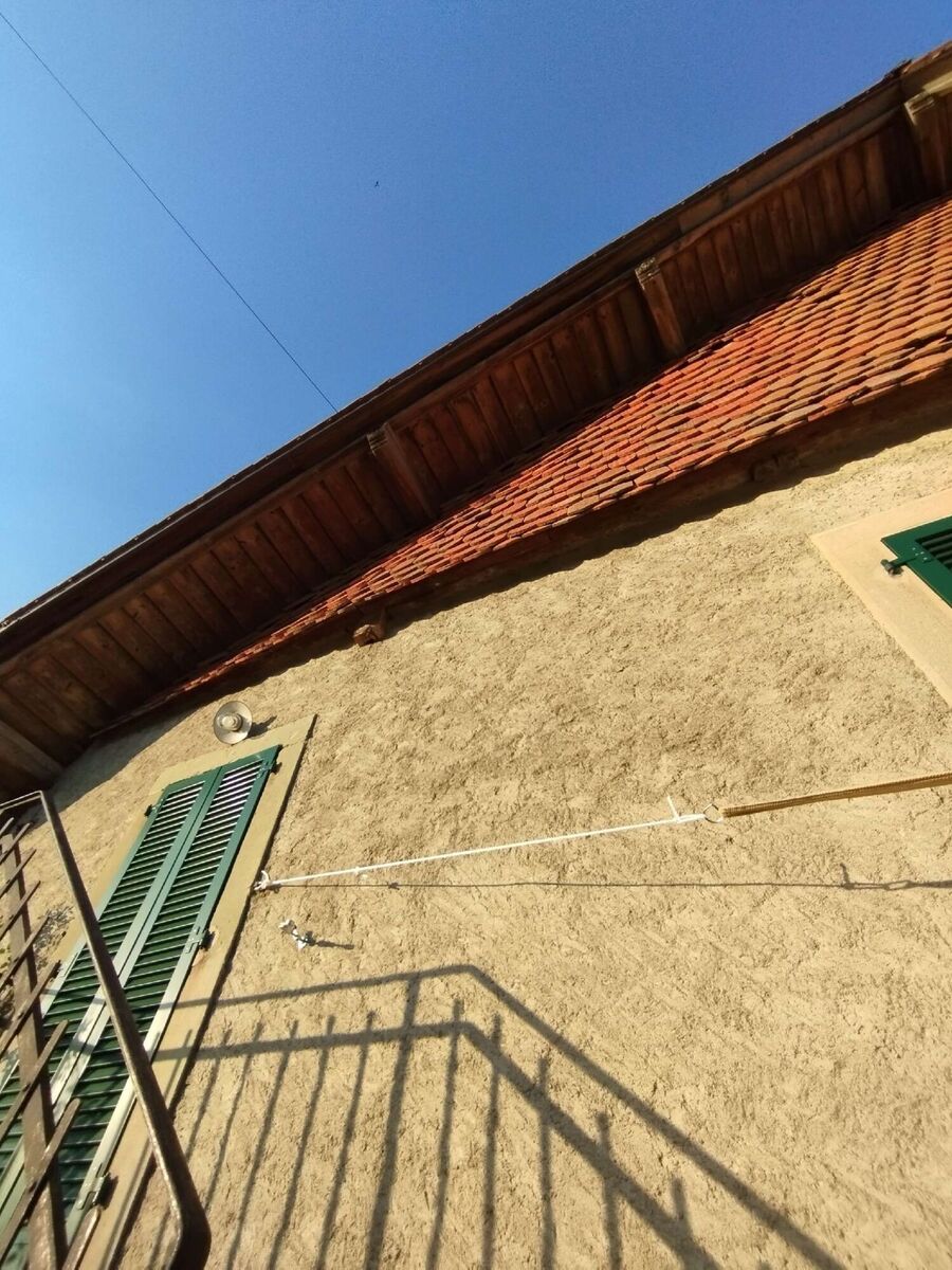 wespennest_entfernen