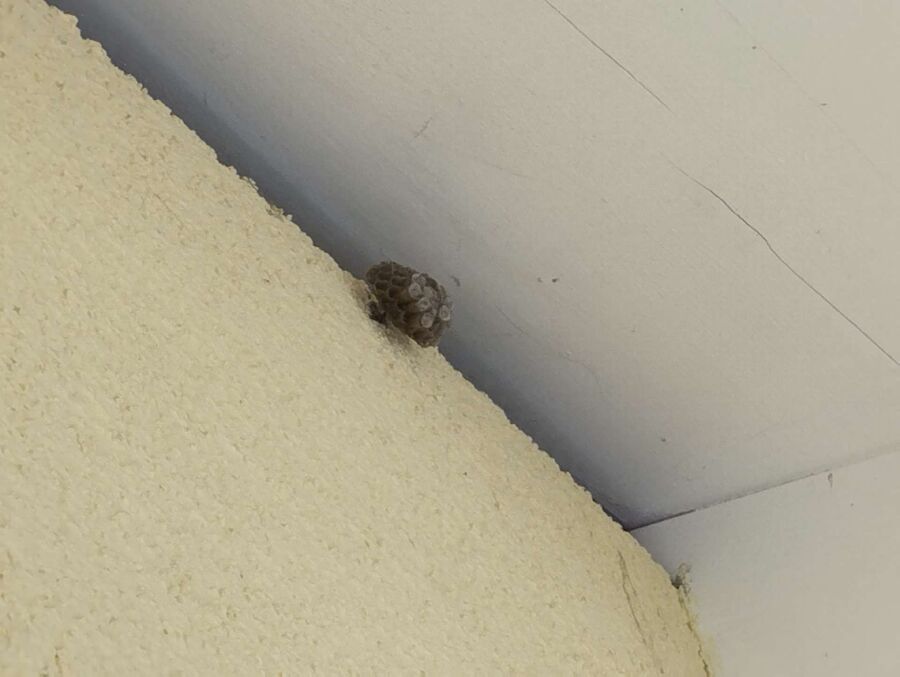 wespennest_entfernen