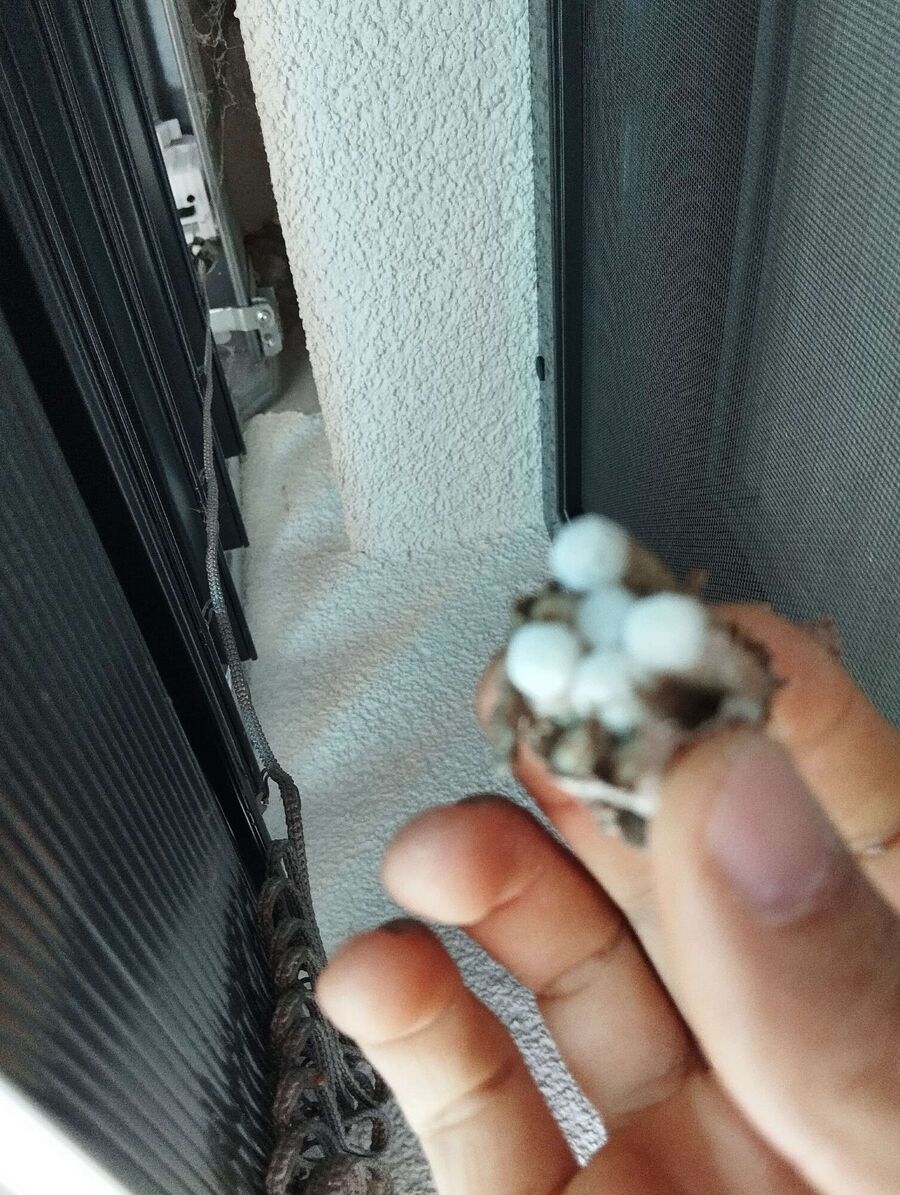 wespennest_entfernen