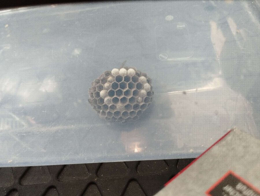 wespennest_entfernen