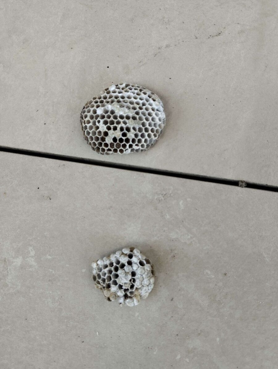 wespennest_entfernen