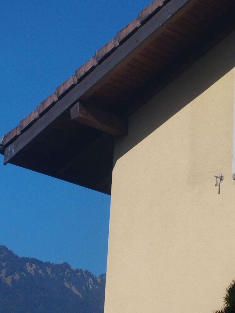 wespennest_entfernen