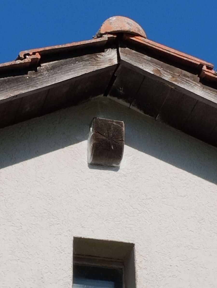 wespennest_entfernen