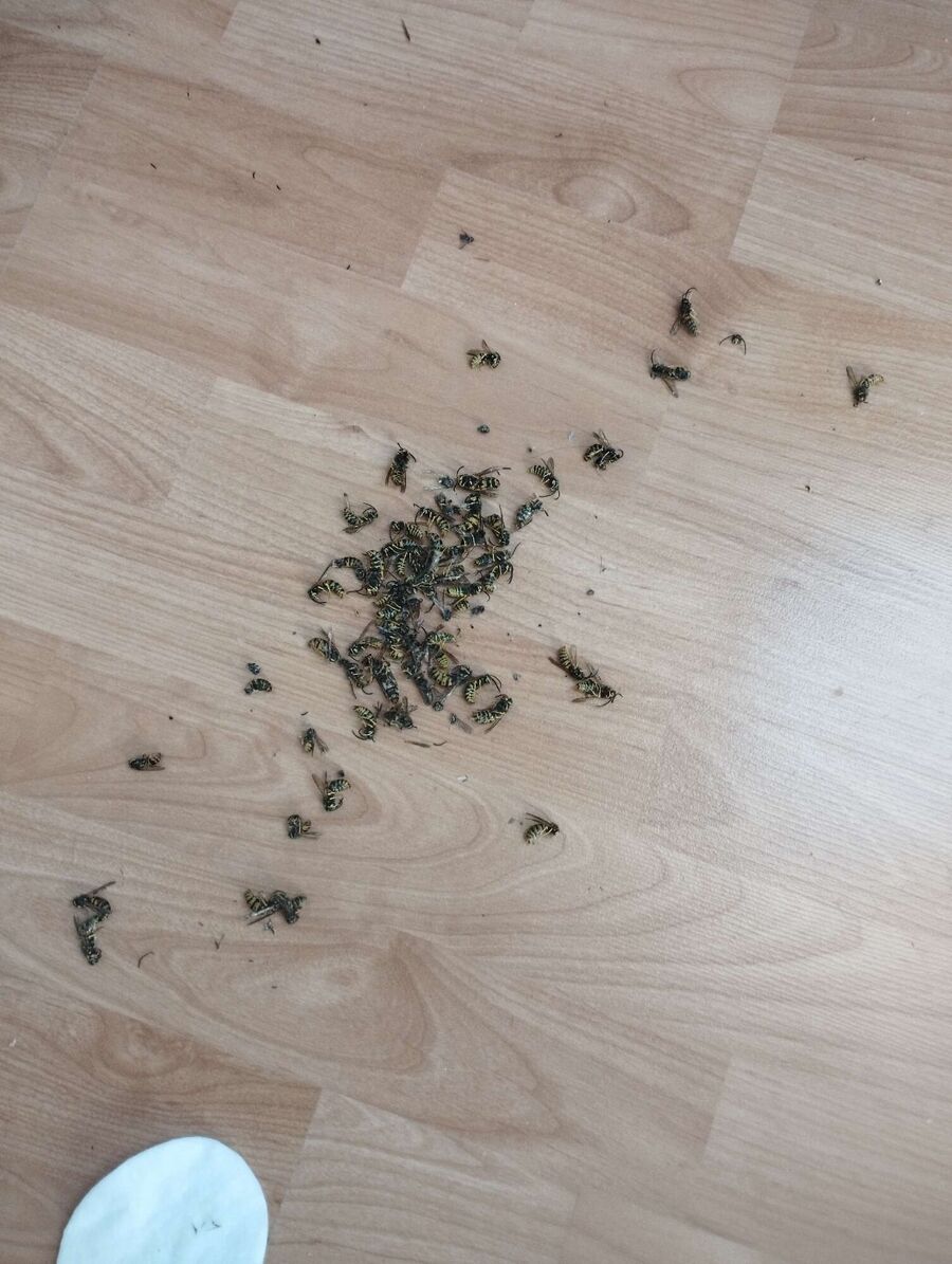 wespennest_entfernen