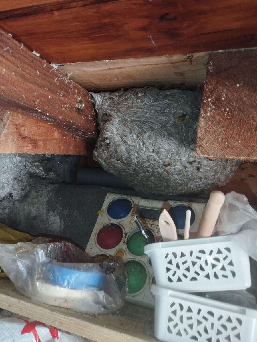 wespennest_entfernen