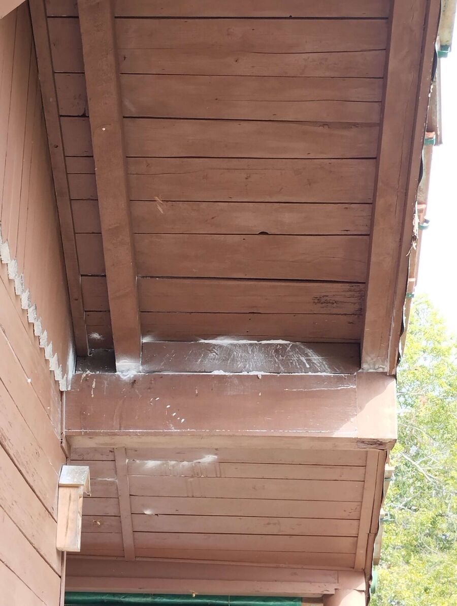 wespennest_entfernen