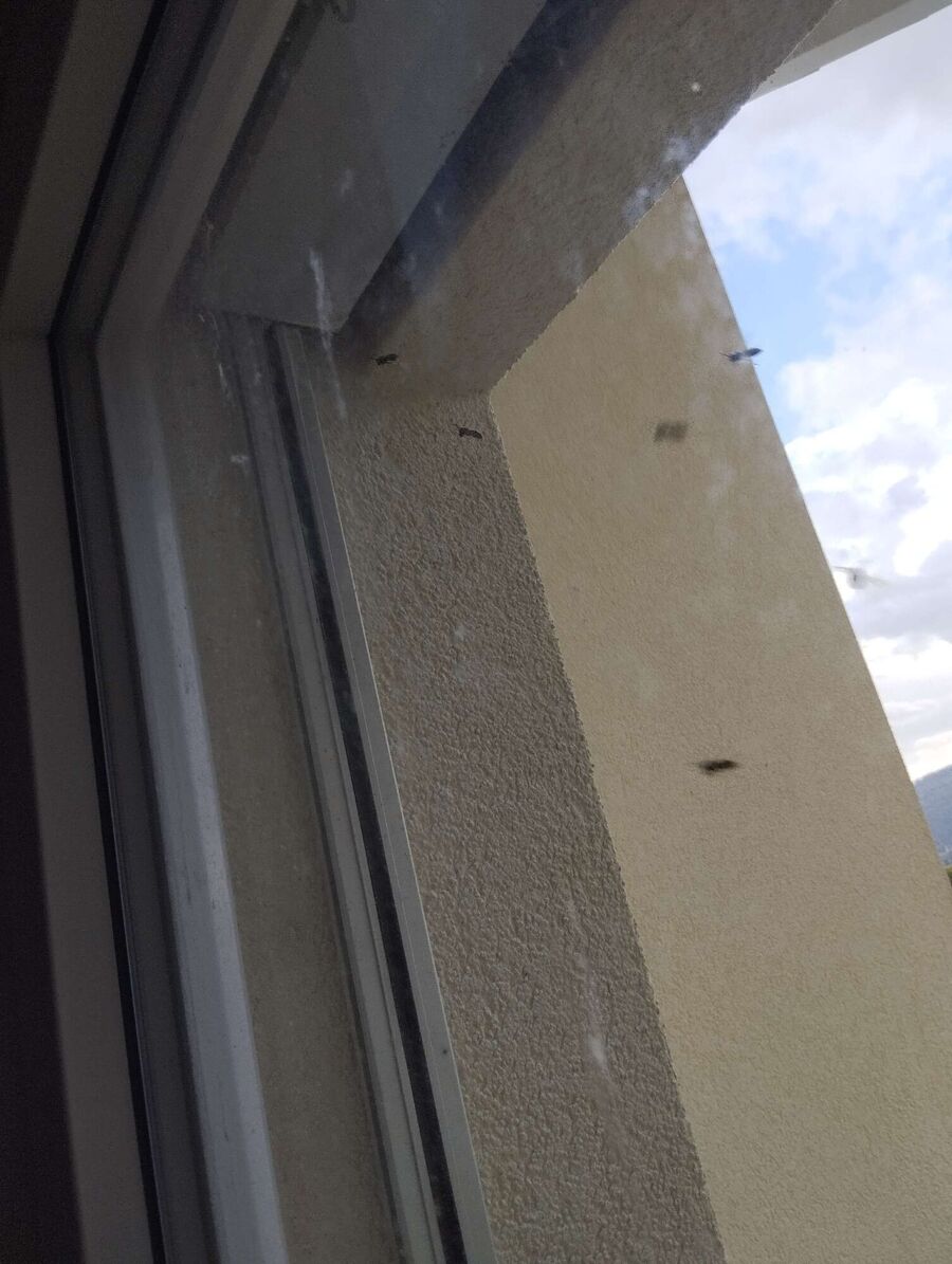 wespennest_entfernen