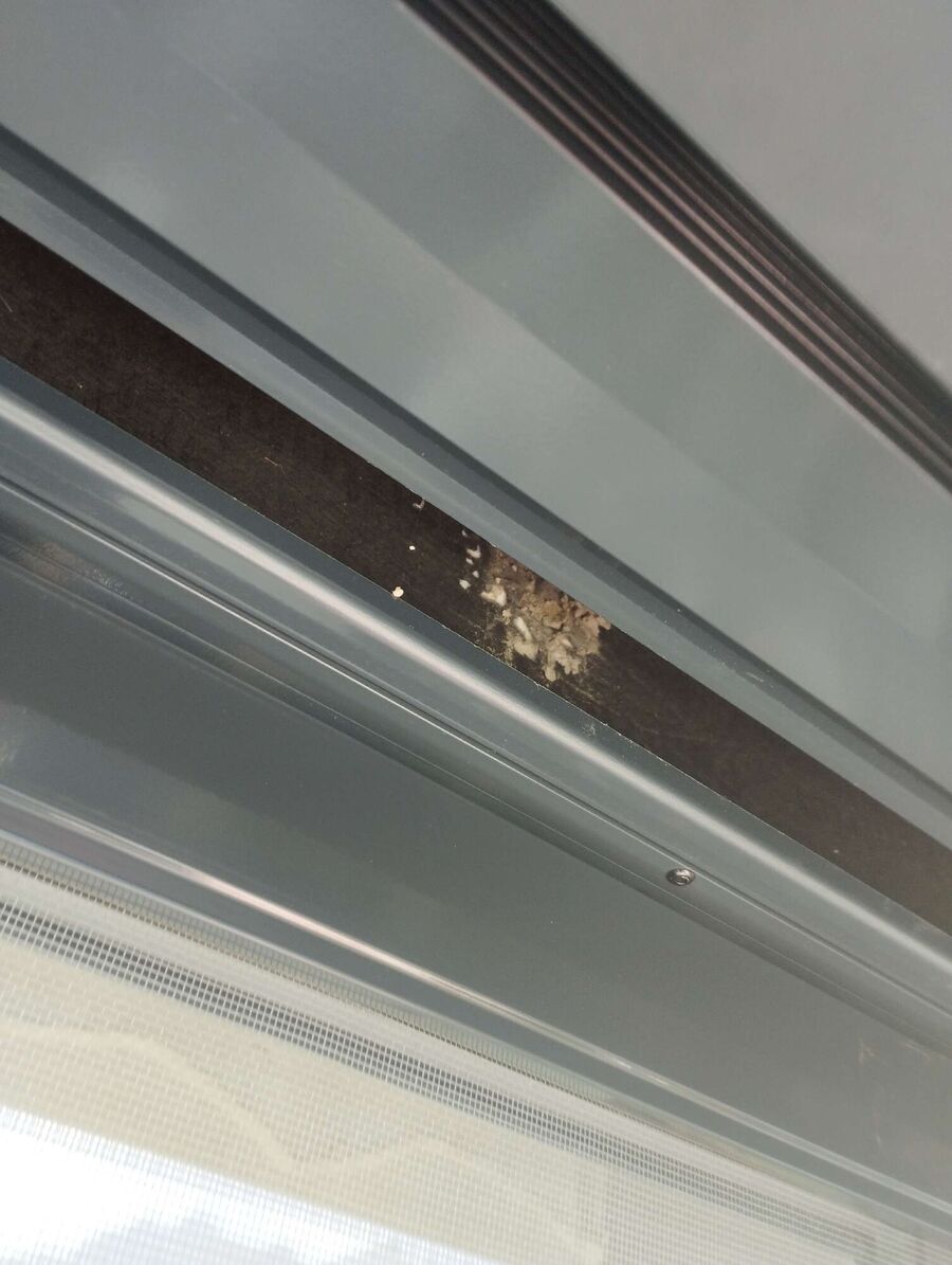 wespennest_entfernen