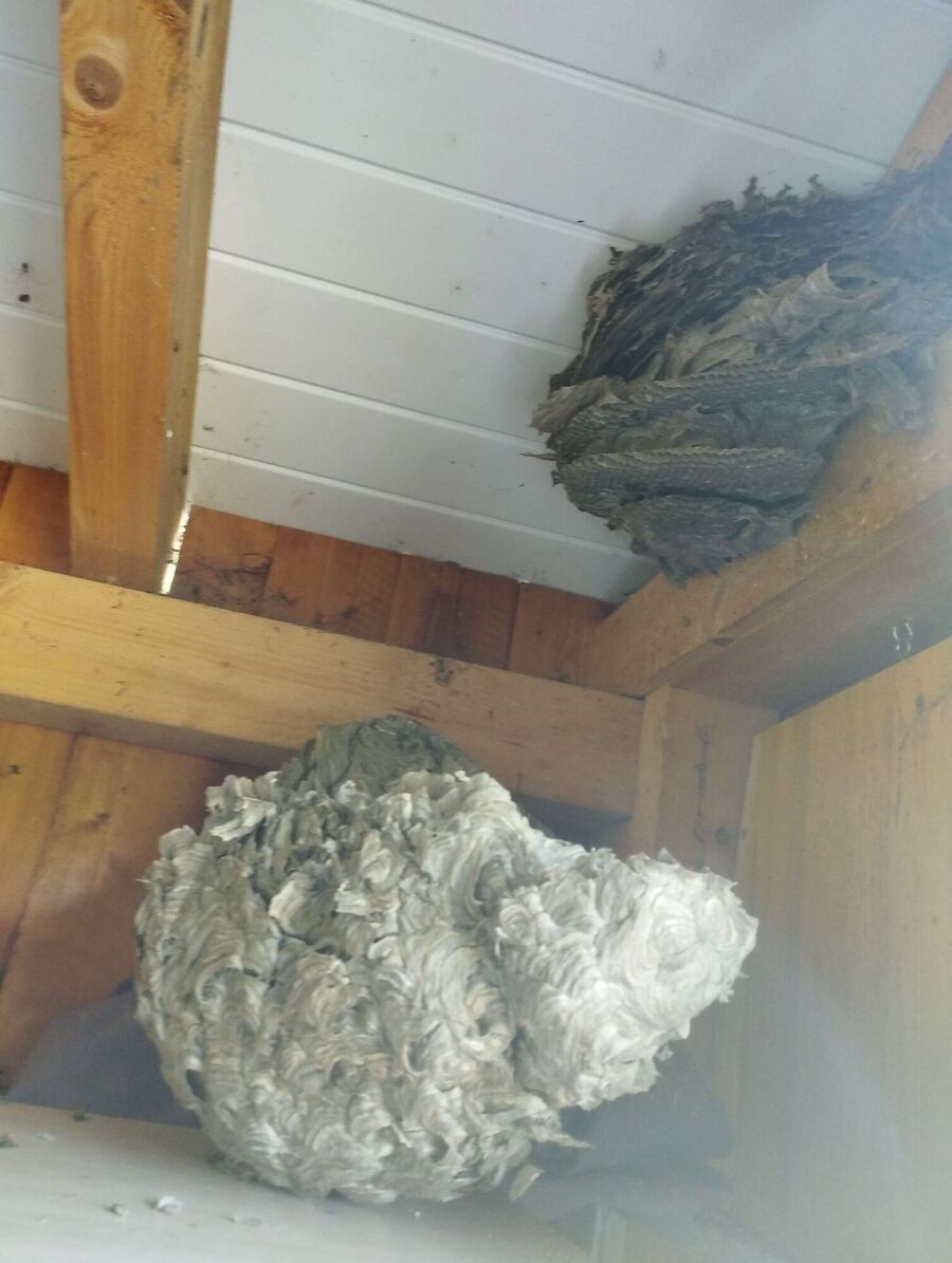 wespennest_entfernen