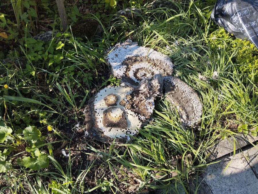 wespennest_entfernen