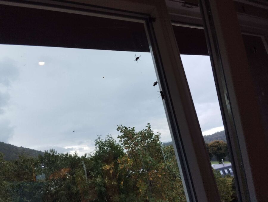 wespennest_entfernen