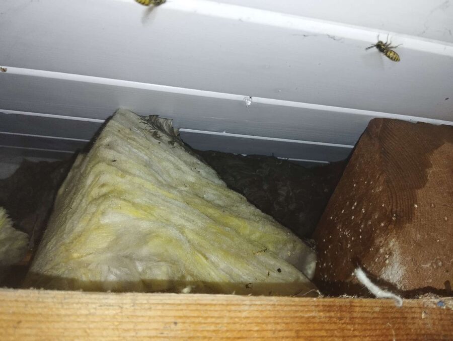 wespennest_entfernen