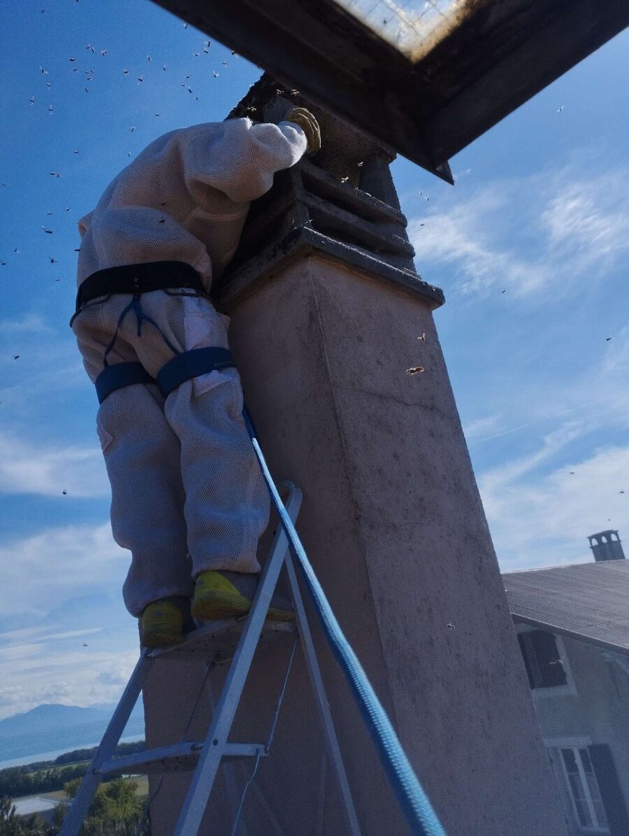 wespennest_entfernen