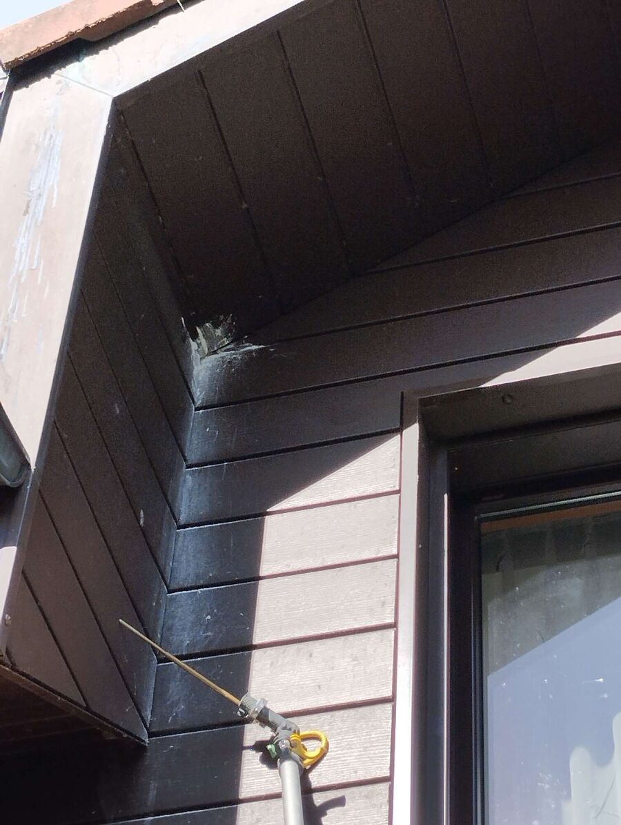 wespennest_entfernen