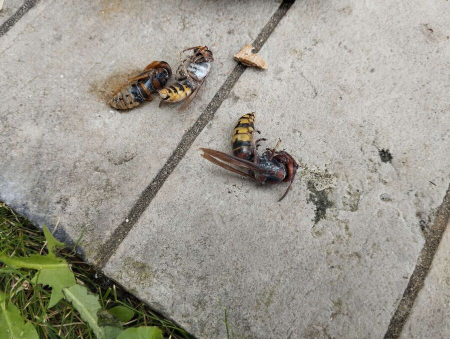 wespennest_entfernen