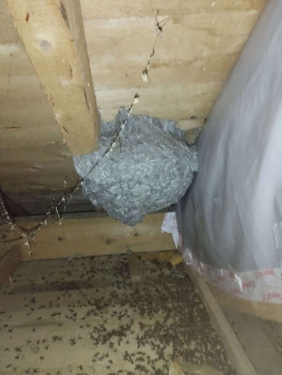 wespennest_entfernen